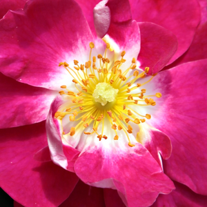 Rose Shopping Online - Pink - ground cover rose - - -  Lipstick® - Rosen Tantau - -